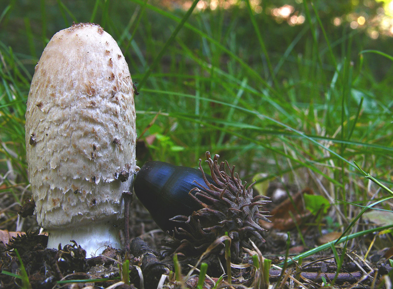 Funghi in primopiano...